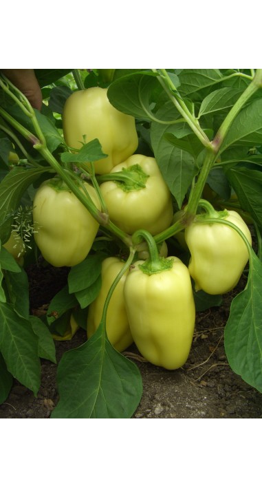 Перець Олексій