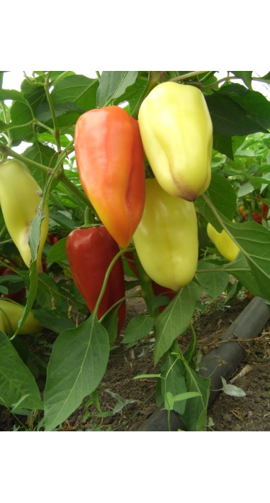 Перець Олексій