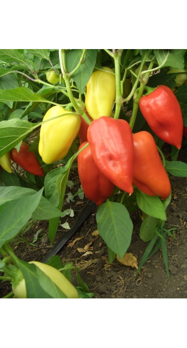 Перець Олексій