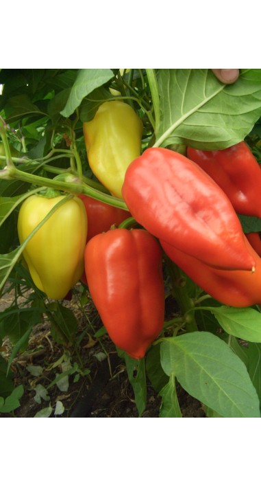 Перець Олексій