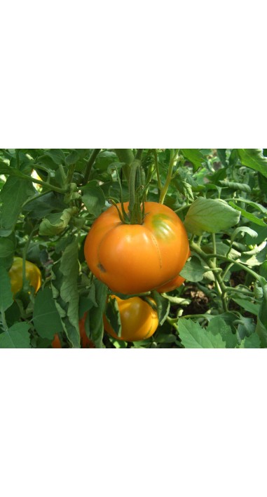 Томат Алтайський помаранчевий