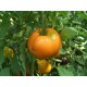 Томат Алтайський помаранчевий