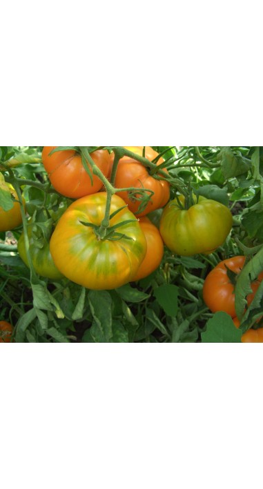 Томат Алтайський помаранчевий