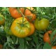Томат Алтайський помаранчевий