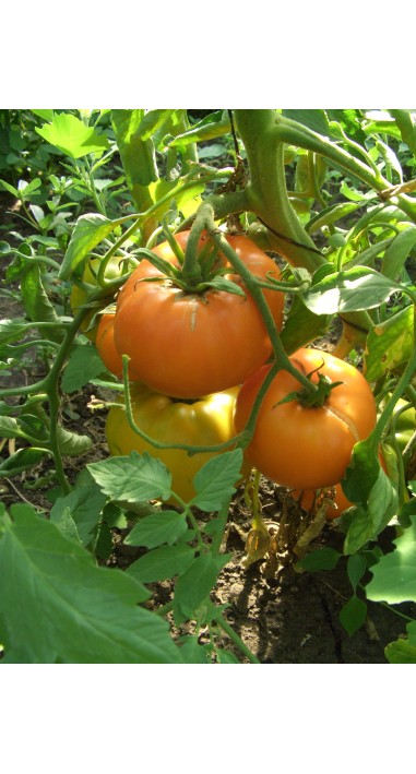 Томат Алтайський помаранчевий