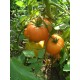 Томат Алтайський помаранчевий