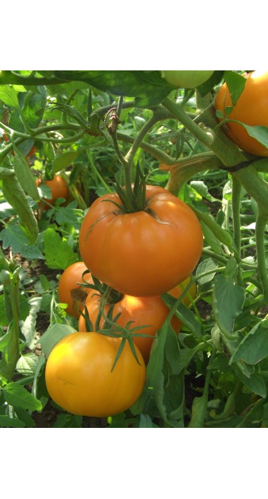 Томат Алтайський помаранчевий