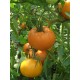 Томат Алтайський помаранчевий