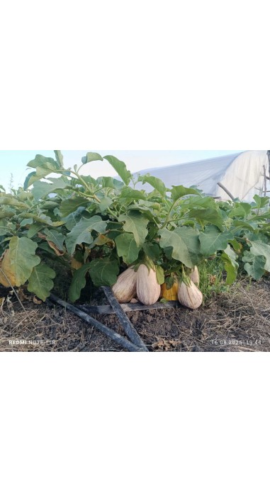 Баклажан Альба Рей