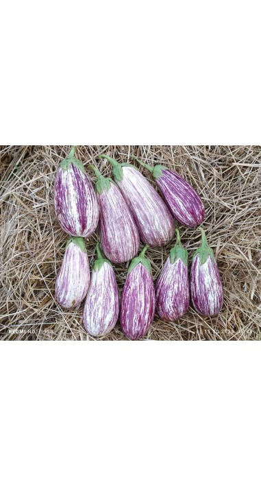 Баклажан Альба Рей