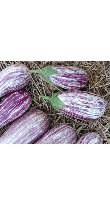 Баклажан Альба Рей