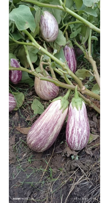 Баклажан Альба Рей