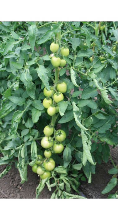 Томат Альберіх F1