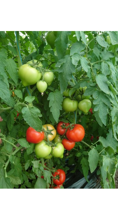 Томат Альберіх F1