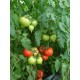 Томат Альберіх F1
