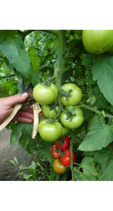Томат Альберіх F1