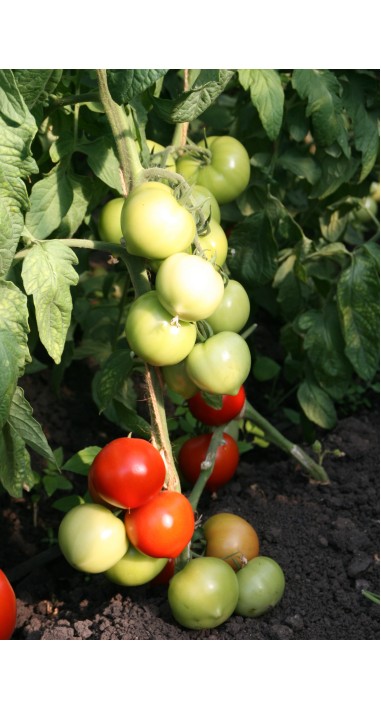 Томат Альберіх F1