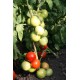 Томат Альберіх F1
