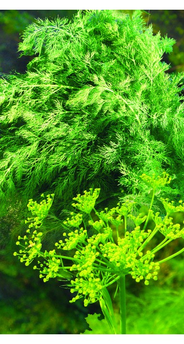 Кріп Алігатор