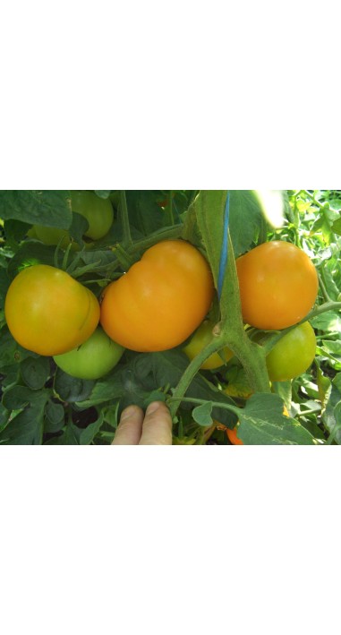 Томат Апельсин