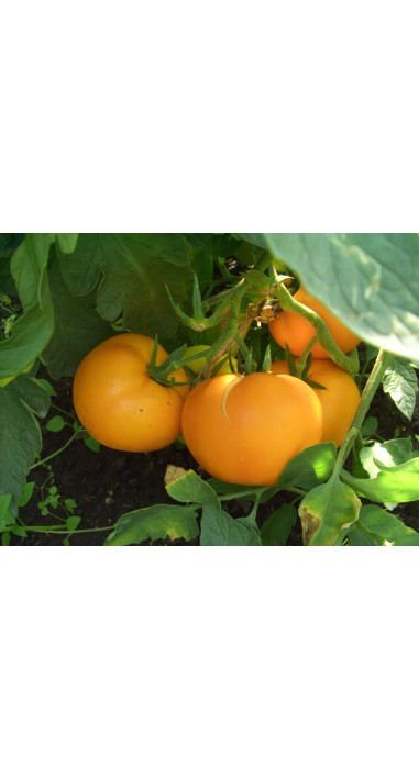 Томат Апельсин