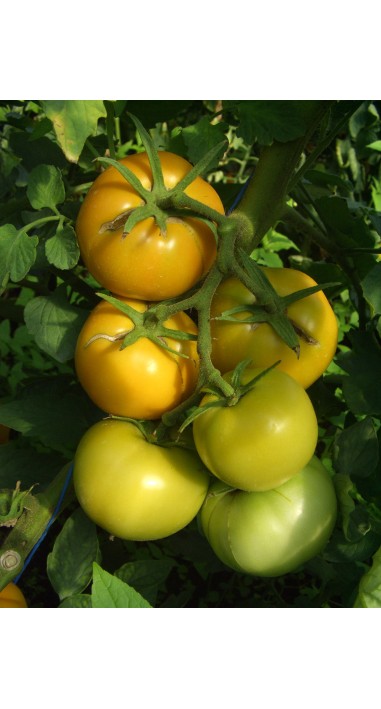 Томат Апельсин