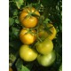 Томат Апельсин