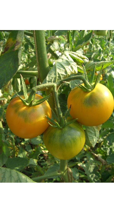 Томат Апельсин