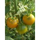 Томат Апельсин