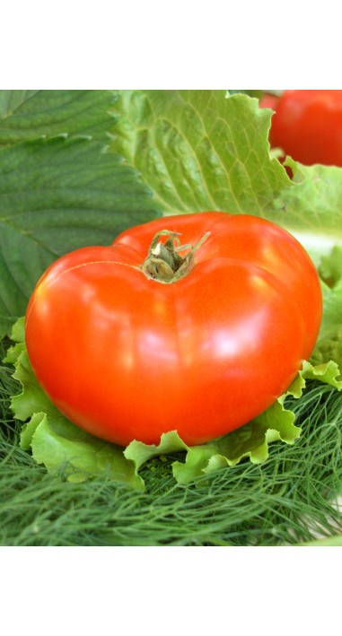 Томат Баллада