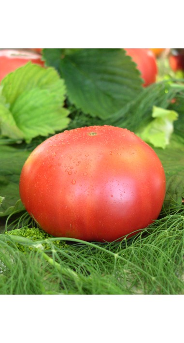 Томат Банзай