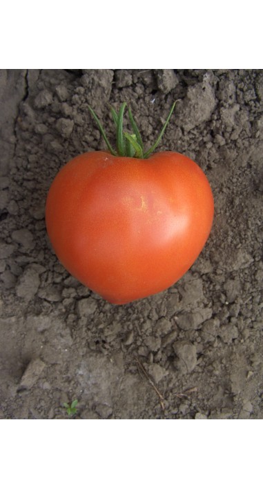 Томат Барон F1
