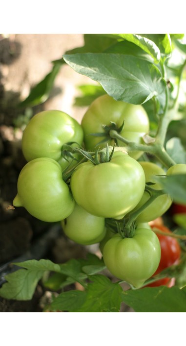 Томат Барон F1