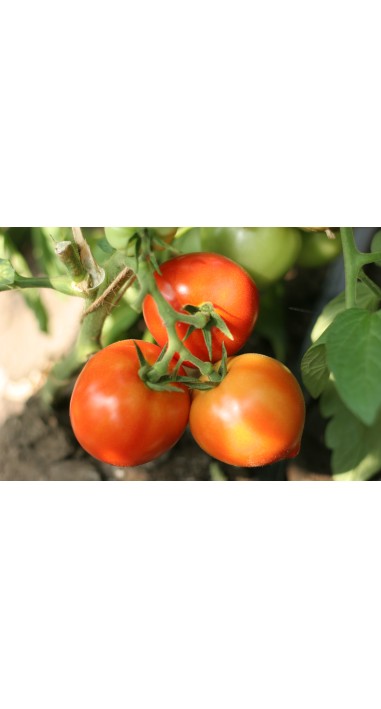 Томат Барон F1
