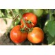 Томат Барон F1