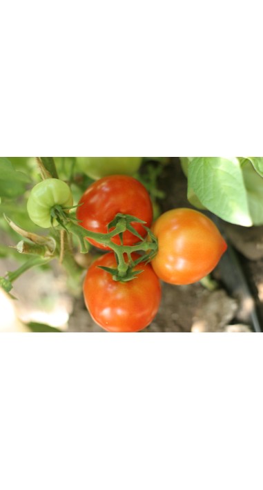 Томат Барон F1