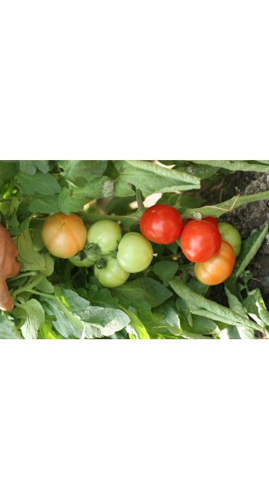 Томат Барон F1