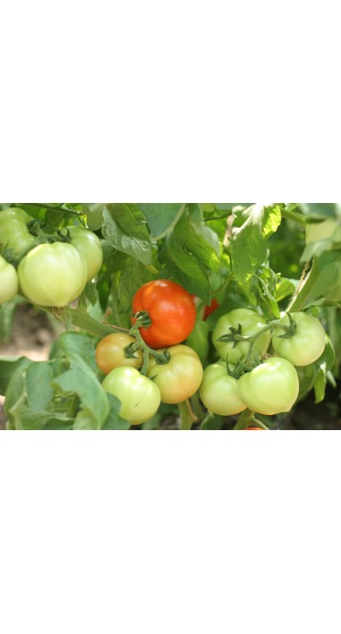 Томат Барон F1