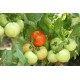 Томат Барон F1