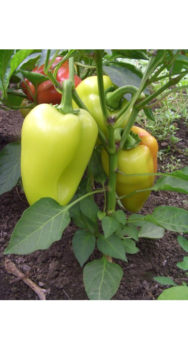 Перець Богатир