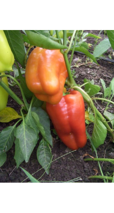 Перець Богатир