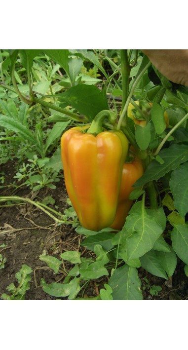 Перець Богатир