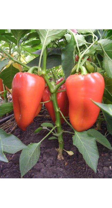 Перець Богатир