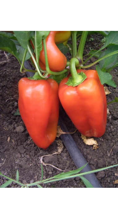 Перець Богатир