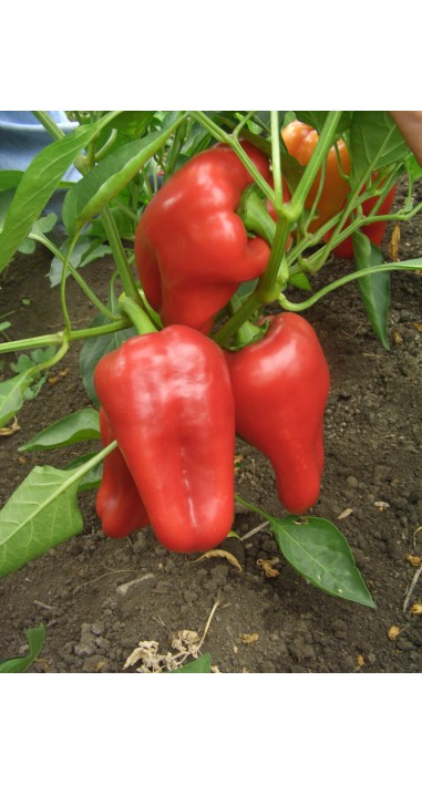 Перець Богатир