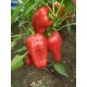 Перець Богатир