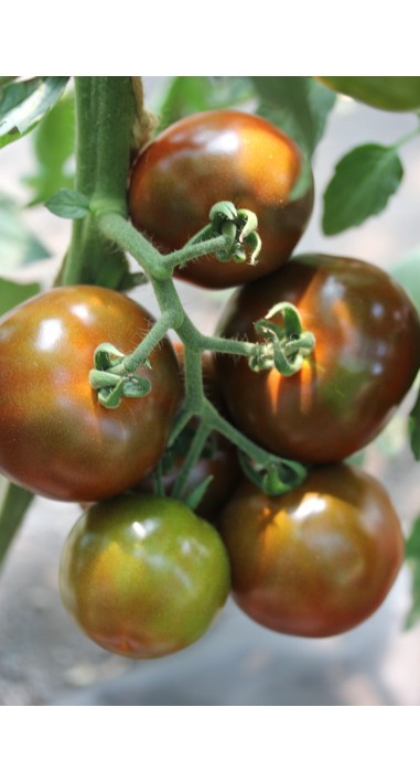 Томат Будулай F1