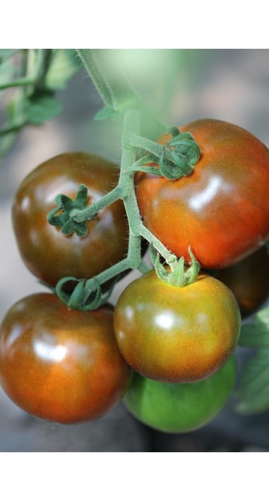 Томат Будулай F1