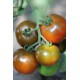Томат Будулай F1
