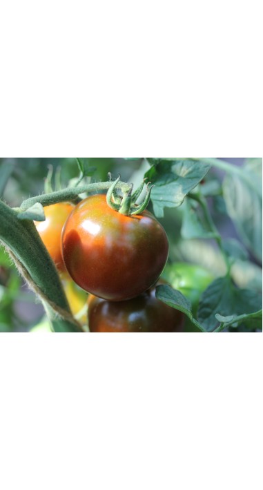 Томат Будулай F1